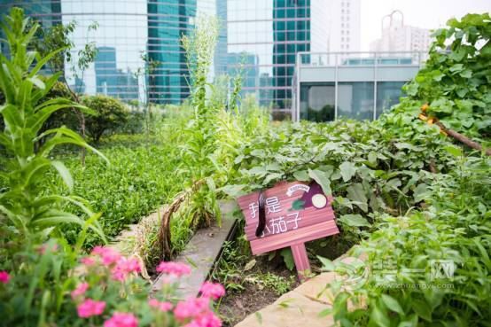 小区种菜风再起 齐市一小区业主圈地种菜占公共绿地